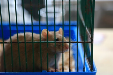 Rat in the cage