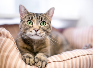A brown tabby shorthair cat with green eyes lying down in a pet bed