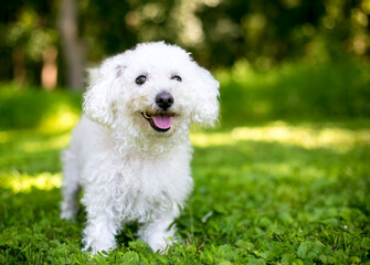 A fuzzy white Bichon Frise dog standing outdoors with a happy expression