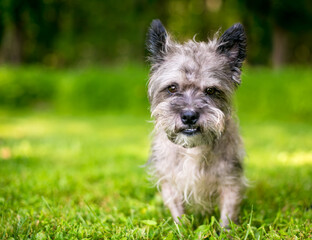A scruffy Cairn Terrier mixed breed dog outdoors