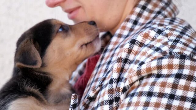 Brown Puppy Licks its Owner's Face While Playing Outdoor. Super Adorable Active Pet, Loved and Cared. Concept for Dog Lovers
