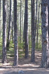 Pine trees in the forest, glade