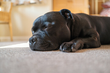 Sleeping Staffordshire Bull Terrier dog lying on a carpet in the sunlight