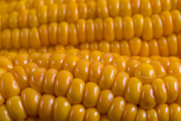 Corn lies on canvas. A new crop. Corn cob on a plate. Sweet corn on background for food ingredients and cooking concept.