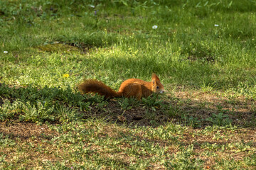 eichhörnchen im garten