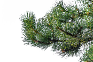 Coniferous tree with long green needles.