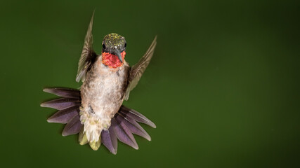 Ruby Throated Hummingbird Hovering in the Green Forest