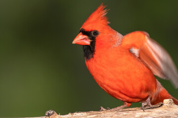 Profile of a Northern Cardinal While Perched on a Branch of a Tree