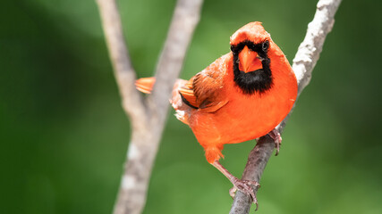 Northern Cardinal Making Eye Contact While Perched on a Tree Branch