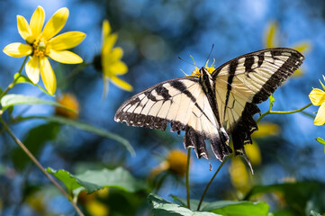 Eastern Tiger Swallowtail Butterfly Sipping Nectar from the Accommodating Flower