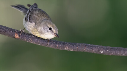Little Pine Warbler Perched in the Slender Tree Branches