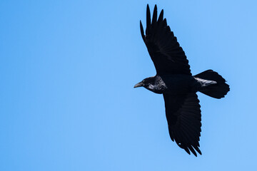 Common Black Raven Flying in a Blue Sky