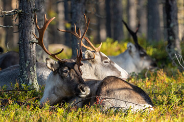 Rentier im Wald in schwedisch Lappland