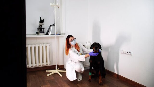A female veterinarian is sitting next to black dog stroking and hackling him in hospital office. A young doctor tries to gain doberman's favor. Concept of medical aid and domestic animals healthcare.