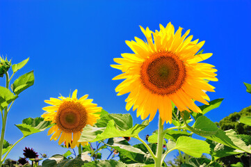 青空とひまわり