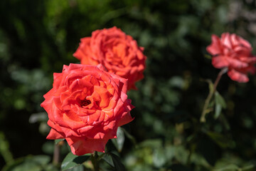 A bush with two garden peach roses in focus on the background of green leaves and other rose. Peach rose flowers close up. 