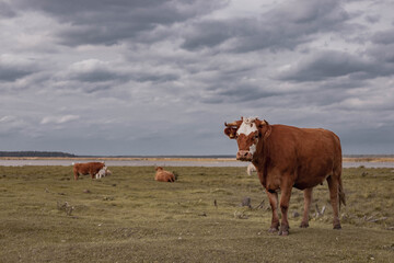 Brown cows in the field on cloudy day.
