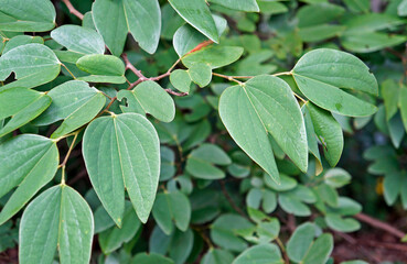 Naklejka premium Red Bauhinia leaves (Bauhinia galpinii), Belo Horizonte, Brazil 