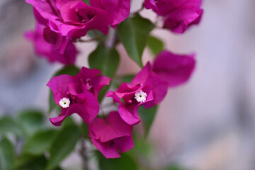 Macro pink bougainvillea