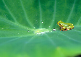 里芋の葉に水滴とカエル