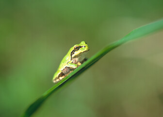 葉の上にカエル