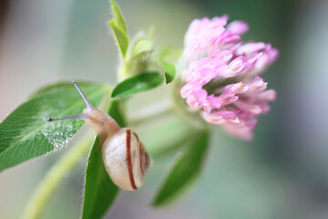 ムラサキツメクサの花とカタツムリ