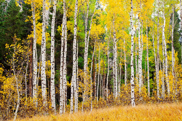 Fall Color - Aspen Tree in Autumn, California