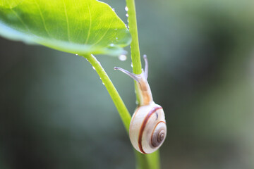 里芋の葉にカタツムリ