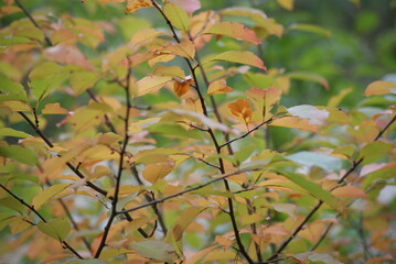 autumn leaves on a tree