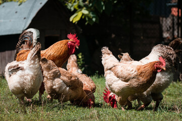 Farm consept. White rooster with chickens on a farmyard in the grass.