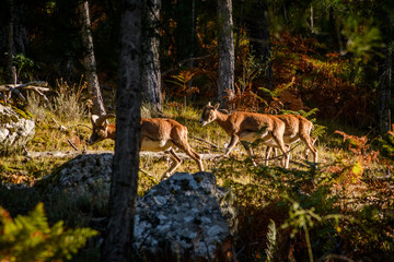 Fototapeta premium Groupe de mouflons