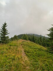 forest in the mountains