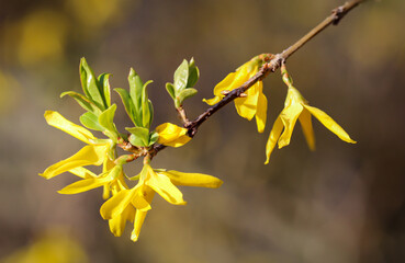 Die  Blüten von einem Strauch Forsythie Spectabilis im Frühjahr.