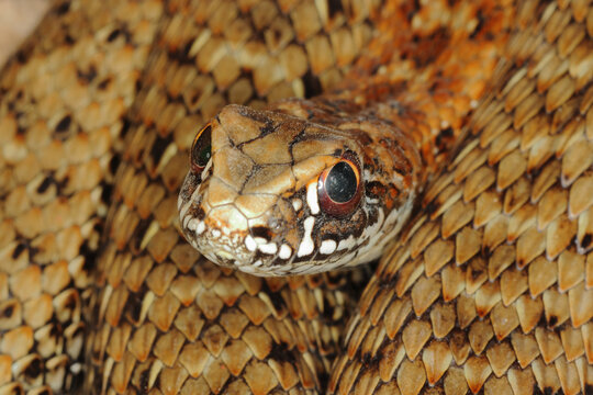 closeup of a head/eye of a snake, Malpolon monspessulanus, montpellier snake