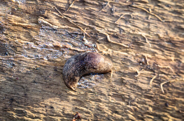 Eine braune Nacktschnecke auf einem Stück Holz.