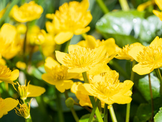 Close-up of Hypericum Perforatum. Caltha palustris, marsh-marigold kingcup, beautiful yellow spring flowers. Herbaceous perennial. Macro photography.
