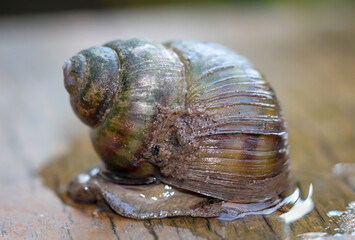 Sumpfdeckelschnecke, Viviparidae, sitzt auf einem Holzsteg über einem kleinen Gartenteich.