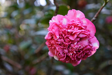 Japanese camellia flower (Camellia japonica), Rio, Brazil 