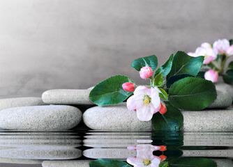 A branch of a blossoming apple tree and gray spa stones on water and reflection.