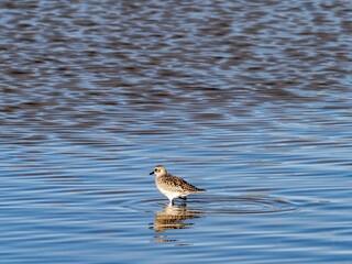 Knot in the sea