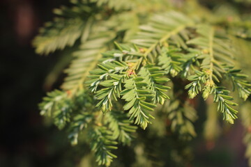 Close up of pine needles