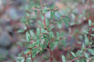 Red and Green Leaves