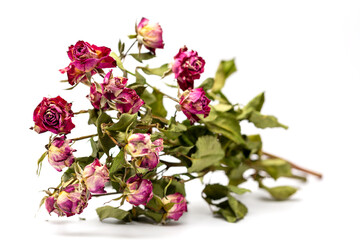 Bouquet of withered red roses