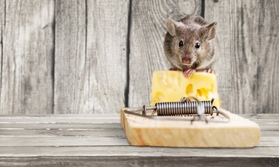 Grey mouse and Mouse trap with cheese