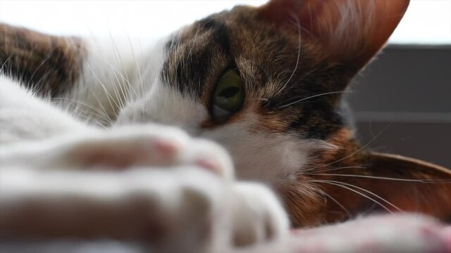 gato durmiendo se despierta y sigue con la dormida en camara lenta en cordoba argentina