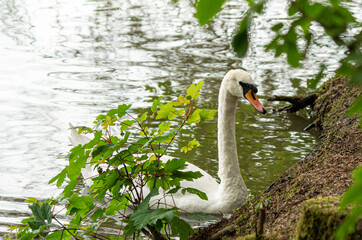 swan on the lake