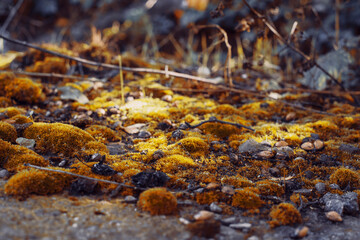 Obraz na płótnie Canvas Mini world of moss in autumn