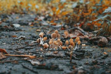 Mushroom patch