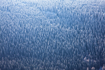 Winter scenery frost snow at mountain snowy forest frozen trees texture christmas background ith copy space