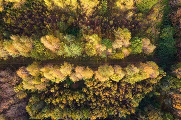 Aerial view of autumn forest or park